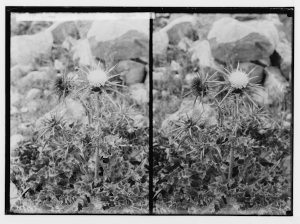 Photograph of Palestinian wildflower